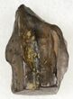 Triceratops Shed Tooth - Montana #20591-1